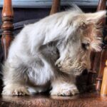 Robert the Bruce - wheaten Scottish terrier