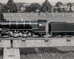 Bantam Cock | Thames Ditton