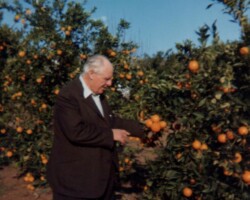 Jack Davies picking oranges in California